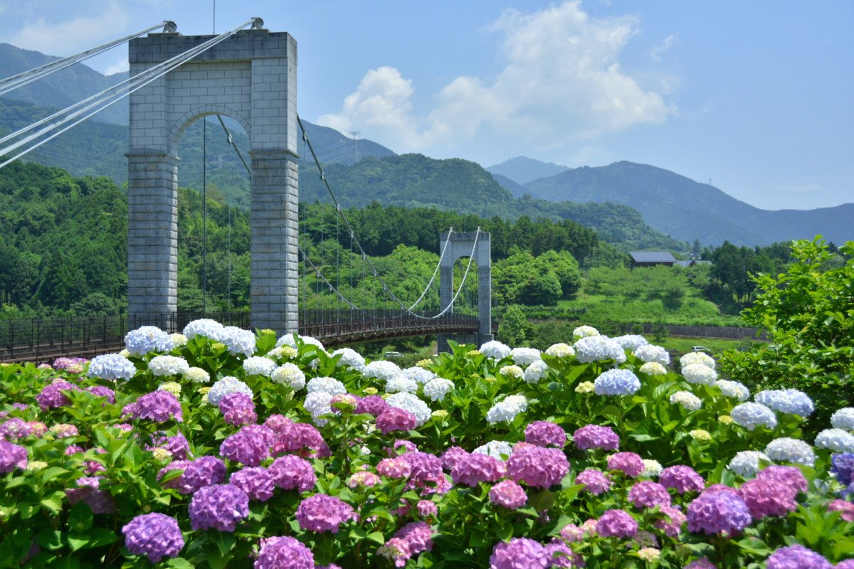 🏞️ 가나가와 현립 하다노토가와 공원 (카나가와켄리츠 하다노 토가와 코엔) 이미지 3